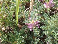 nti Sartorius-Astragalus siculus 20100606 011